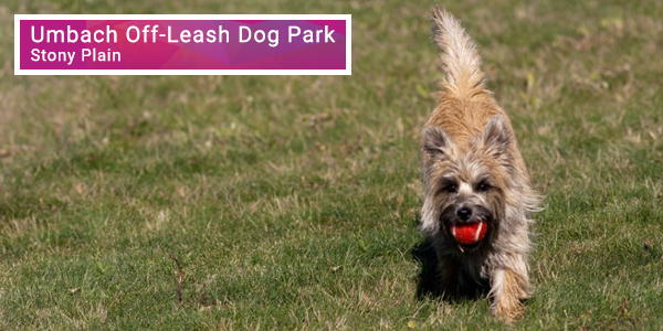 Umbach Off-leash Dog Park - Stony Plain